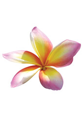Fototapeta premium Plumeria rubra isolated on white background.
