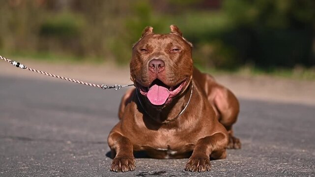 large portrait dog staffordshire terrier pitbull outdoors 