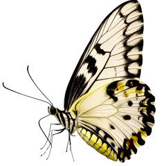 Detailed close-up of a beautifully patterned butterfly with delicate black and yellow wings, long antennae, and intricate wing markings on a white background