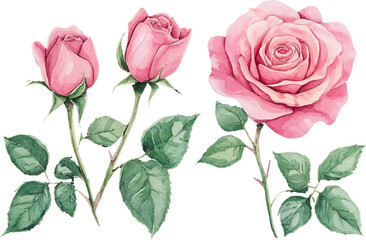 bouquet of pink roses