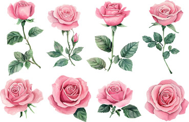 pink roses on white background