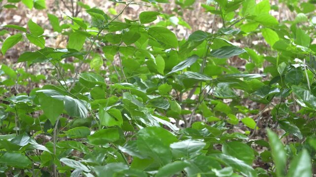 Weaver ants, also called green ants, are tree-dwelling insects known for leaf-nest weaving, strong teamwork, painful bites, and vital ecological pest control roles