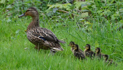 Cane Colvert avec ses petits