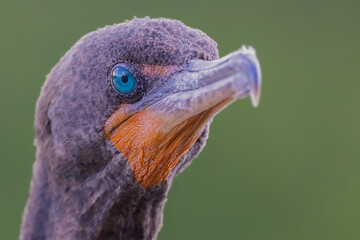 "Double-crested Comorant Portrait"