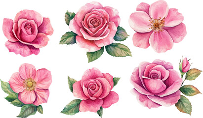 set of pink roses