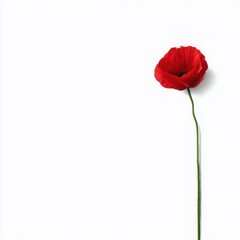 Fototapeta premium Single red poppy flower isolated on white background