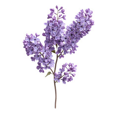 Beautiful Branch of Purple Lilac Flowers Blooming in Spring