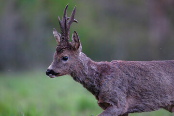 Portrait of a Roe deer buck walking in a clearing at the end of the day. Capreolus capreolus, Sologne, Loiret 45, région Centre Val de Loire, France, European Union, Europe
