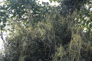 Cuscuta or Dodder plant. It is a genus species of yellow, orange,or red  parasitic plants. Its can...