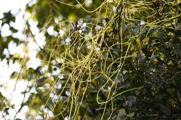 Cuscuta or Dodder plant. It is a genus species of yellow, orange,or red  parasitic plants. Its can...
