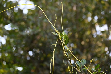 Cuscuta or Dodder plant. It is a genus species of yellow, orange,or red  parasitic plants. Its can...