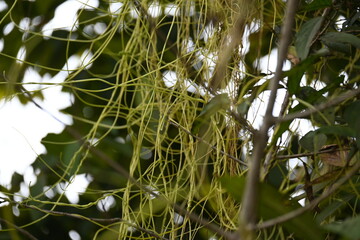 Cuscuta or Dodder plant. It is a genus species of yellow, orange,or red  parasitic plants. Its can...