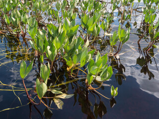 Bog bean aquatic plant leaves on lake surface