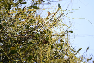 Cuscuta or Dodder plant. It is a genus species of yellow, orange,or red  parasitic plants. Its can be identified by its thin stems appearing leafless,with the leaves reduced to minute scales. Amarbel.