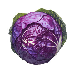Obraz premium Fresh red cabbage food photography transparent background studio setting close-up organic produce
