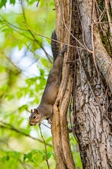squirrel posing on tree