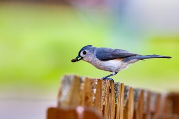 Oh boy!  it's lunchtime!