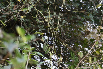 Cuscuta or Dodder plant. It is a genus species of yellow, orange,or red  parasitic plants. Its can be identified by its thin stems appearing leafless,with the leaves reduced to minute scales. Amarbel.