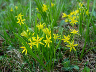 Yellow Star of Bethlehem or Gagea lutea. Spring plants and flowers in the garden and forest   