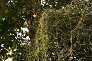 Cuscuta or Dodder plant. It is a genus species of yellow, orange,or red  parasitic plants. Its can be identified by its thin stems appearing leafless,with the leaves reduced to minute scales. Amarbel.