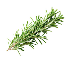Harvesting fresh rosemary herb nature food greenery isolated on transparent background