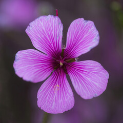 Geranium maderense flower in bloom at Springtime.