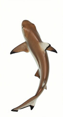 Shark Swimming Overhead View Isolated on White Background