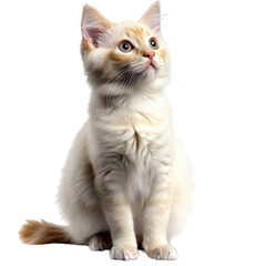 Adorable Cream-colored kitten with bright eyes and fluffy fur looking upwards isolated on white background perfect for pet and animal themes