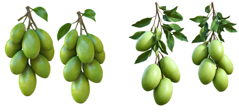 Images side by side showing green mangoes on the left and hanging in clusters of three or five with a transparent background PNG