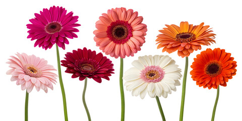 Gerbera Daisy Array: A stunning display of vibrant Gerbera daisies in a rainbow of hues, exuding freshness and natural beauty, offering a perfect depiction of floral elegance.