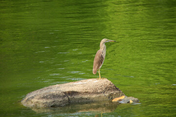 A yellow bittern stands still on a rock, displaying its slender body, long legs, and sharp beak.