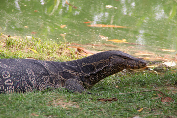 A close-up view of a monitor lizard resting on green grass near the edge of a calm lake. 