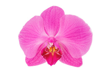pink phalaenopsis orchid flower isolated on white background