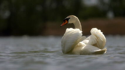 łabędź , swan © Marek Polak