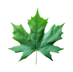 Studying green maple leaf nature outdoors detail isolated on transparent background