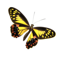 Vibrant Butterfly with Yellow and Black Wings Showing Pink and Orange Patterned Edges Isolated on White Background for Nature, Insect, Wildlife, Beauty, and Wildlife Photography