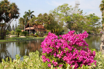 Pink flowers with lake and palm trees in the background