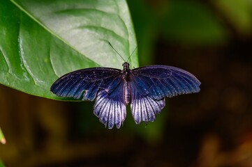 Great Mormon Swallowtail Butterfly at Meijer Botanical Gardens, in Grand Rapids, Michigan.