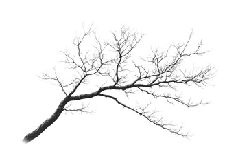 Barren tree branches in a minimalist nature isolated on transparent background