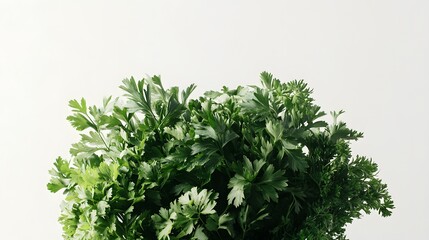 Obraz premium A lush bunch of fresh parsley and herbs against a clean white background. Perfect for culinary or health-related content. Vibrant green leaves.