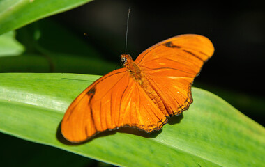 Julia Butterfly