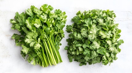 Fototapeta premium Two bunches of fresh cilantro displayed on a white background. One bunch is tied together, the other is loose. Ideal for culinary and healthy eating content.