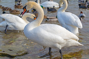 ducks and swans