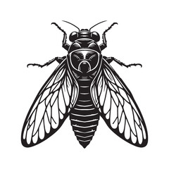 Natural Cicada silhouette, a key element of summer’s rhythm – Cicada illustration – Minimalist Cicada vector – Insect silhouette

