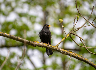 singende Amsel auf Ast im Frühling