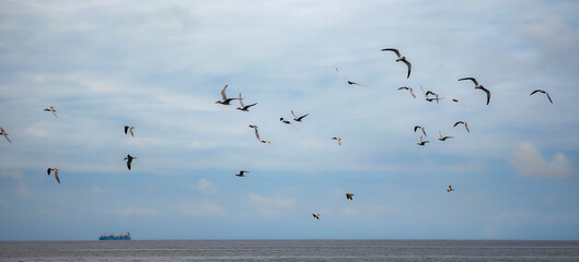 Tern birds swarm over the ocean horizon on a gloomy day with a ship in the background