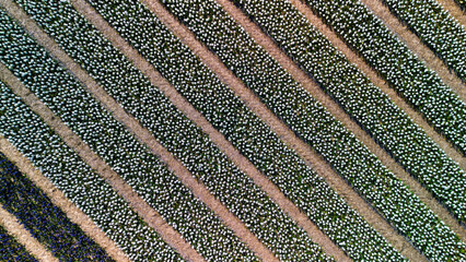 Aerial view of blooming flower rows in perfect diagonal alignment, featuring white blossoms with green foliage, creating a mesmerizing pattern across the field.