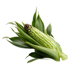 Obraz premium Fresh Organic Corn Cob Surrounded by Green Corn Leaves and Husks isolated on transparent background.