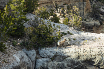 Bighorn sheep on rocks in the Grand Canyon National Park, Arizona
