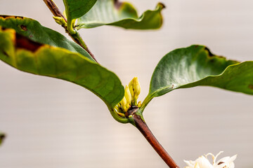 Coffea arabica pertenece a la familia de Rubiaceae.